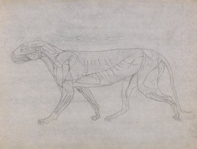 Vergleichende anatomische Darstellung der Struktur des menschlichen Körpers mit der eines Tigers und einer Kuh von George Stubbs